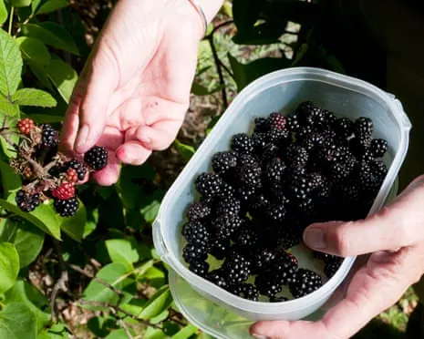 Wanted: Scrumptious Pastries to Utilize a Abundance of House-Made Jam